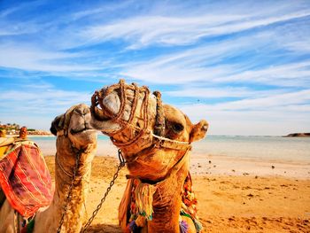 Panoramic view of horse on beach against sky