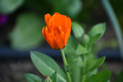 Close-up of orange flower