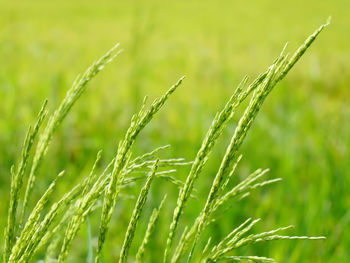 Close-up of crops growing on field