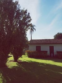 Trees in lawn