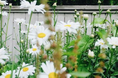 Close-up of white flowers