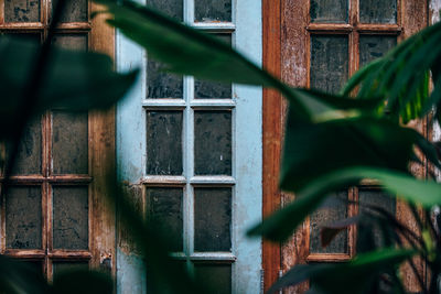 Close-up plants with closed door in background