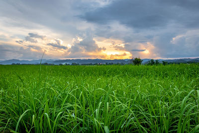 Scenic view of agricultural field against sky during sunset