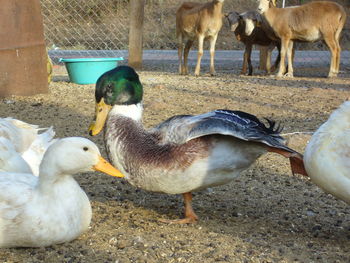 Close-up of ducks on field