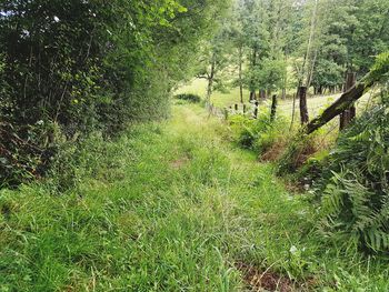 Plants growing on field in forest