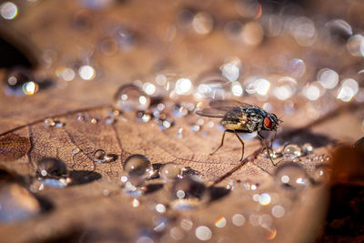 Close-up of insect on wet leaf