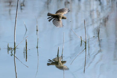 Bird flying over lake