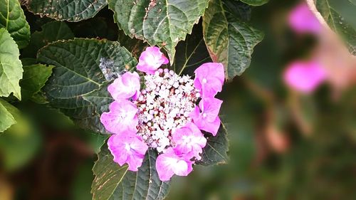 Close-up of pink flowers