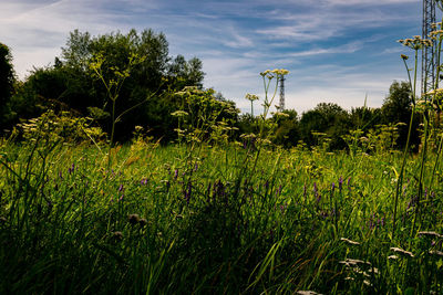 Plants growing on field against sky