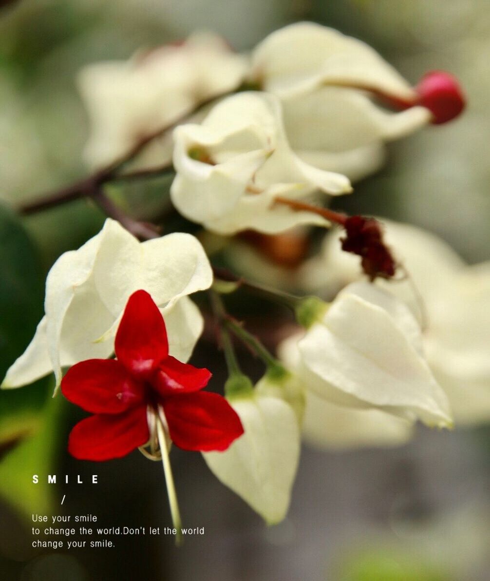 flowering plant, flower, plant, beauty in nature, freshness, fragility, vulnerability, petal, close-up, flower head, inflorescence, growth, focus on foreground, nature, no people, red, white color, day, selective focus, outdoors