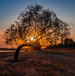 Silhouette tree on field against sky during sunset