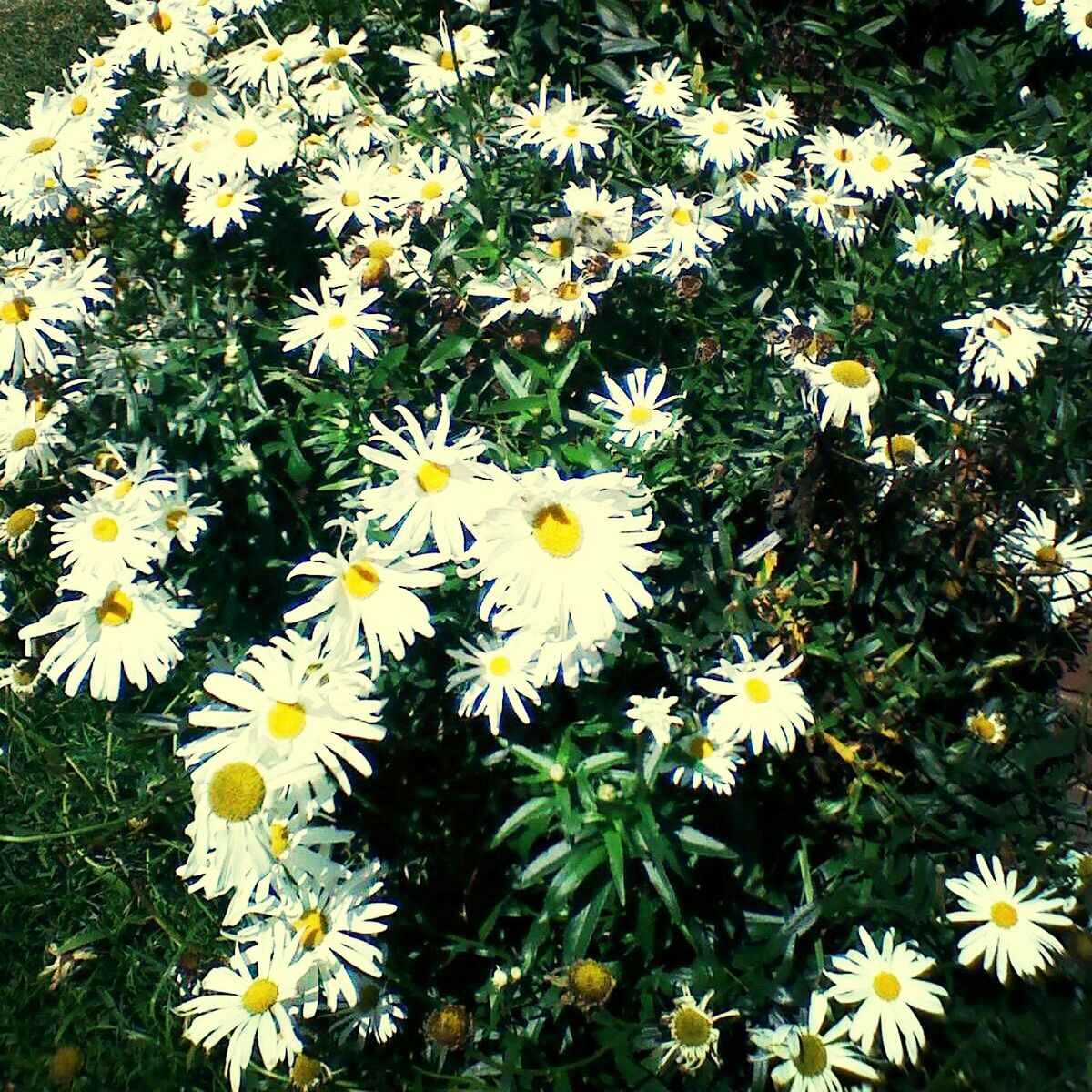 flower, freshness, petal, fragility, daisy, growth, yellow, flower head, beauty in nature, blooming, white color, plant, nature, high angle view, field, pollen, in bloom, green color, wildflower, day