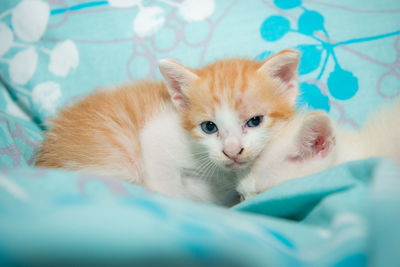 Portrait of ginger cat on bed