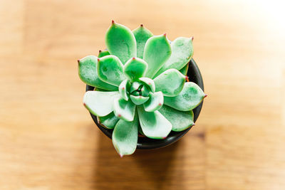 High angle view of succulent plant on table