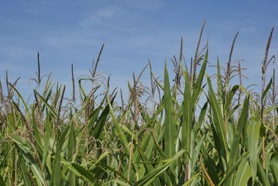 Close-up of stalks in field against sky