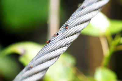 Close-up of insects on rope