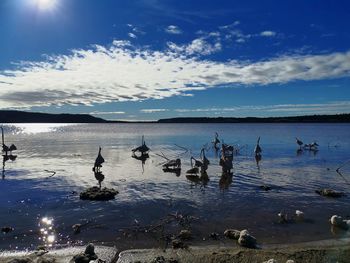 View of birds on beach against sky