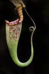 Close-up of insect hanging