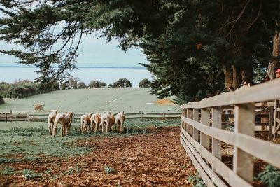 Horses in ranch