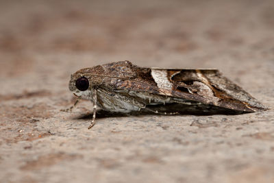 Close-up of lizard