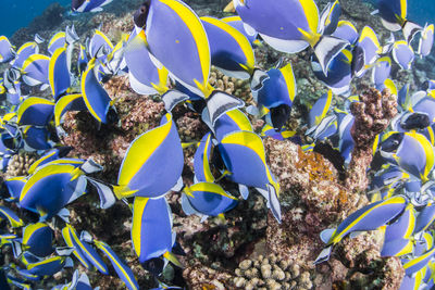 School of powderblue surgeonfish feeding , wide angle