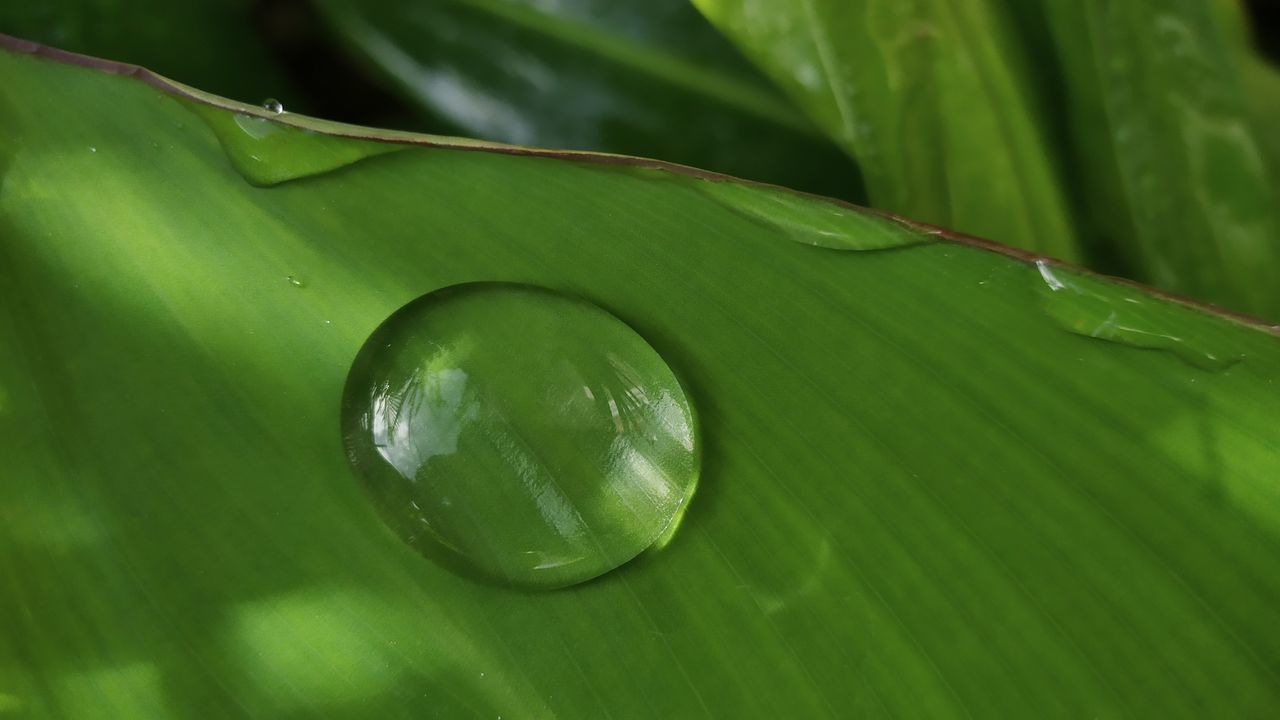 CLOSE-UP OF WATER DROPS ON LEAVES