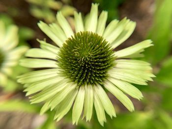 Close-up of flowering plant