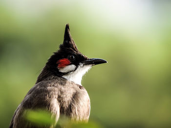 Close-up of a bird