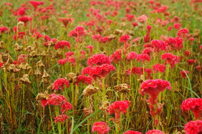 Close-up of red poppy flowers in field