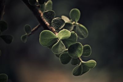 Close-up of plant growing outdoors