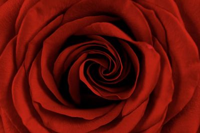 Close-up of red rose