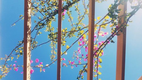 Low angle view of flower tree against blue sky