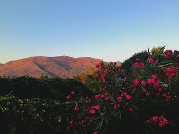 Low angle view of pink flowers against clear sky