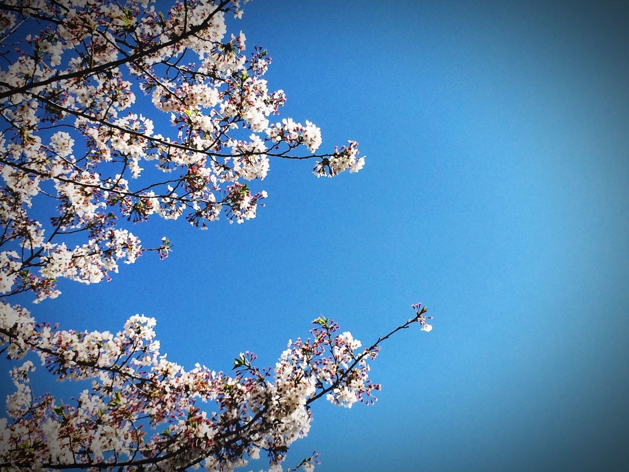 clear sky, low angle view, flower, tree, branch, blue, copy space, growth, freshness, beauty in nature, nature, cherry tree, fragility, cherry blossom, blossom, high section, blooming, day, in bloom, white color