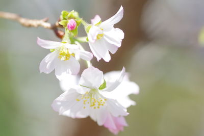 Close-up of white cherry blossom