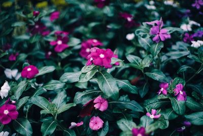 Close-up of pink flowering plants