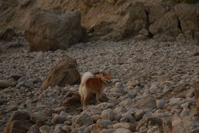 Dog standing on rock