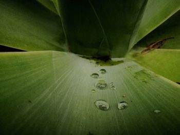 Full frame shot of water on leaf