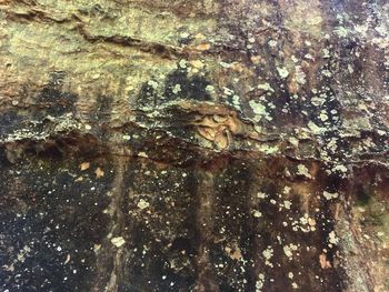 Close-up of insect on tree trunk