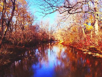 Reflection of trees in water