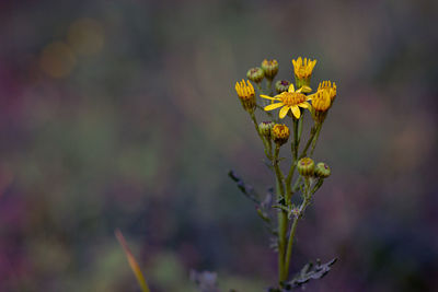 Close-up of yellow flowering plant