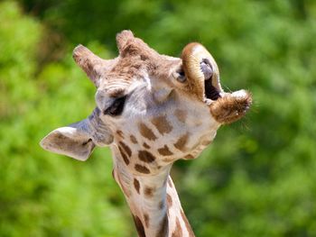 Close-up of giraffe with mouth open