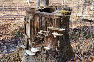 Close-up of wooden tree trunk