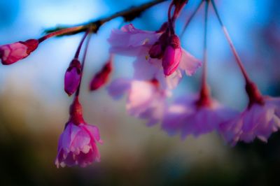 Close-up of pink flowers