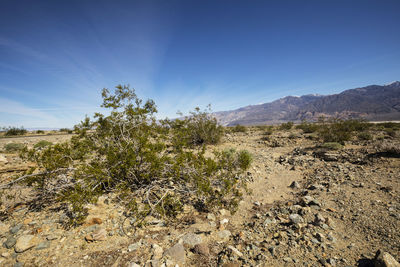 Scenic view of landscape against clear sky