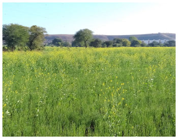 Scenic view of agricultural field against sky