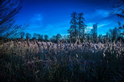 Plants growing on land against blue sky