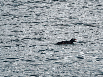 Ducks swimming in water