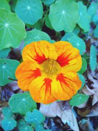 Close-up of yellow flower blooming outdoors