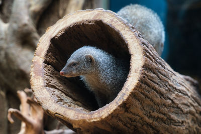 Close-up of a bird